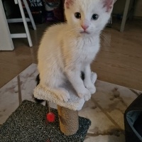 Van Kedisi, Kedi  Pilav fotoğrafı