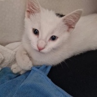 Van Kedisi, Kedi  Pilav fotoğrafı