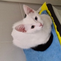 Van Kedisi, Kedi  Pilav fotoğrafı