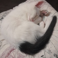 Van Kedisi, Kedi  Pilav fotoğrafı