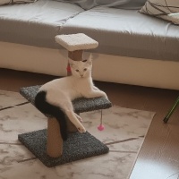 Van Kedisi, Kedi  Pilav fotoğrafı