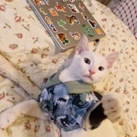 Van Kedisi, Kedi  Pilav fotoğrafı