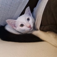 Van Kedisi, Kedi  Pilav fotoğrafı