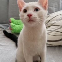 Van Kedisi, Kedi  Pilav fotoğrafı