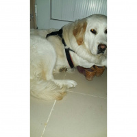 Golden Retriever, Köpek  Lady fotoğrafı