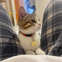 British Shorthair, Kedi  Oscar fotoğrafı