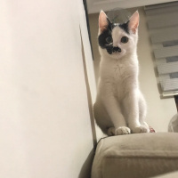 Tekir Kedi, Kedi  İBO fotoğrafı