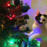 Tekir Kedi, Kedi  İBO fotoğrafı