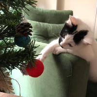 Tekir Kedi, Kedi  İBO fotoğrafı