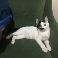 Tekir Kedi, Kedi  İBO fotoğrafı