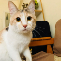 Tekir Kedi, Kedi  momo fotoğrafı