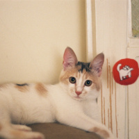Tekir Kedi, Kedi  momo fotoğrafı