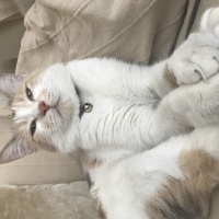 Tekir Kedi, Kedi  momo fotoğrafı