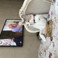 Tekir Kedi, Kedi  momo fotoğrafı