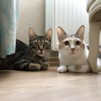 Tekir Kedi, Kedi  momo fotoğrafı