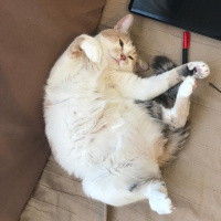 Tekir Kedi, Kedi  momo fotoğrafı