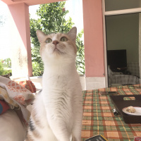 Tekir Kedi, Kedi  momo fotoğrafı