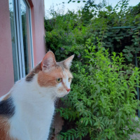 Tekir Kedi, Kedi  momo fotoğrafı