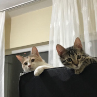 Tekir Kedi, Kedi  zeytin fotoğrafı