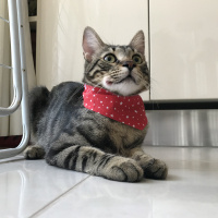 Tekir Kedi, Kedi  zeytin fotoğrafı
