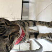 Tekir Kedi, Kedi  zeytin fotoğrafı