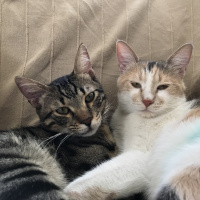 Tekir Kedi, Kedi  zeytin fotoğrafı
