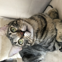 Tekir Kedi, Kedi  zeytin fotoğrafı