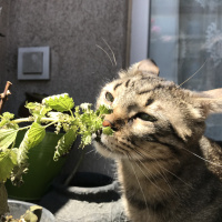 Tekir Kedi, Kedi  zeytin fotoğrafı