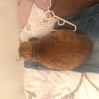 Sarman, Kedi  Güneş fotoğrafı