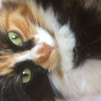 Sibirya Kedisi, Kedi  Şirine fotoğrafı