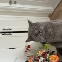 British Shorthair, Kedi  Memati fotoğrafı