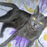 Mavi Rus, Kedi  AŞKIM fotoğrafı