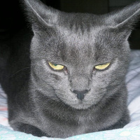 Mavi Rus, Kedi  AŞKIM fotoğrafı
