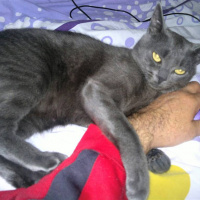 Mavi Rus, Kedi  AŞKIM fotoğrafı
