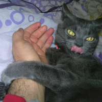Mavi Rus, Kedi  AŞKIM fotoğrafı