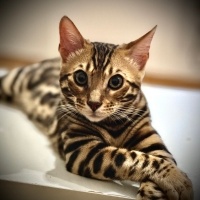 Bengal, Kedi  Pascal fotoğrafı