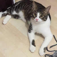 Tekir Kedi, Kedi  Çakıl Sahiplendi.... fotoğrafı