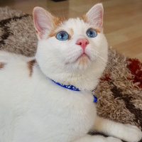 Tekir Kedi, Kedi  Çakıl Sahiplendi.... fotoğrafı