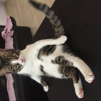 Tekir Kedi, Kedi  Çakıl Sahiplendi.... fotoğrafı