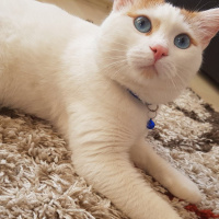 Tekir Kedi, Kedi  Çakıl Sahiplendi.... fotoğrafı