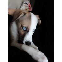 Sibirya Kurdu (Husky), Köpek  Boyka fotoğrafı