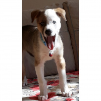 Sibirya Kurdu (Husky), Köpek  Boyka fotoğrafı