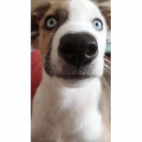Sibirya Kurdu (Husky), Köpek  Boyka fotoğrafı