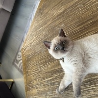British Shorthair, Kedi  Mars fotoğrafı