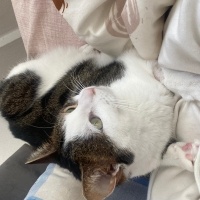 Tekir Kedi, Kedi  Bıdık fotoğrafı