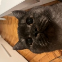 British Shorthair, Kedi  Kara fotoğrafı