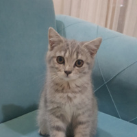Scottish Fold, Kedi  Bulut fotoğrafı