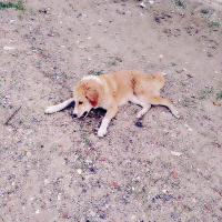 Golden Retriever, Köpek  Boncuk fotoğrafı