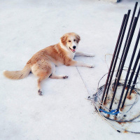 Golden Retriever, Köpek  Boncuk fotoğrafı