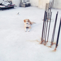 Golden Retriever, Köpek  Boncuk fotoğrafı